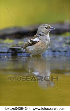 "Chaffinch (Fringilla coelebs), female in the bird bath with reflection, Kiskunsag National Park, Hungary, Europe" View Large Photo Image Picture - "Chaffinch (Fringilla coelebs), female in the bird bath with reflection, Kiskunsag National Park, Hungary, Europe". Fotosearch