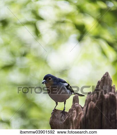 "Chaffinch (Fringilla coelebs), La Palma, Canary Islands, Spain, Europe" View Large Photo Image Stock Image - "Chaffinch (Fringilla coelebs), La Palma, Canary Islands, Spain, Europe". Fotosearch