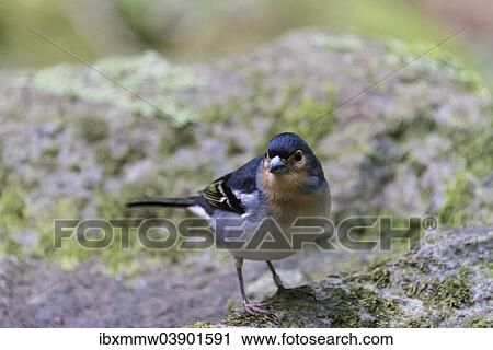 "Chaffinch (Fringilla coelebs) perched on rocks, La Palma, Canary Islands, Spain, Europe" View Large Photo Image Stock Image - "Chaffinch (Fringilla coelebs) perched on rocks, La Palma, Canary Islands, Spain, Europe". Fotosearch