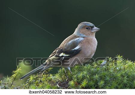 Stock Image - "Chaffinch (Fringilla coelebs), Emsland, Lower Saxony, Germany, Europe". Fotosearch