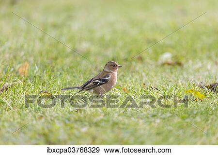 "Chaffinch (Fringilla coelebs), Tyrol, Austria, Europe" View Large Photo Image Stock Photo - "Chaffinch (Fringilla coelebs), Tyrol, Austria, Europe". Fotosearch