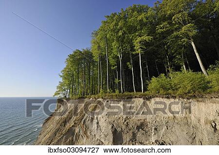Stock Photo - "Chalk cliffs and Beech (Fagus sylvatica) forest, UNESCO World Natural Heritage Site, Jasmund National Park, Rugen, Mecklenburg-Western Pomerania, Germany, Europe". Fotosearch