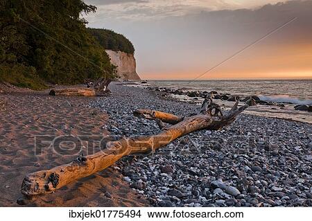"Chalk cliffs at sunrise with driftwood, Jasmund National Park, Ruegen, Mecklenburg-Western Pomerania, Germany, Europe" View Large Photo Image Picture - "Chalk cliffs at sunrise with driftwood, Jasmund National Park, Ruegen, Mecklenburg-Western Pomerania, Germany, Europe". Fotosearch