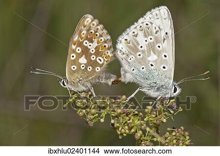 "Chalkhill Blue butterflies (Lysandra coridon), copula, left female, right male, Neresheim, Baden-Wuerttemberg, Germany, Europe" View Large Photo Image Picture - "Chalkhill Blue butterflies (Lysandra coridon), copula, left female, right male, Neresheim, Baden-Wuerttemberg, Germany, Europe". Fotosearch