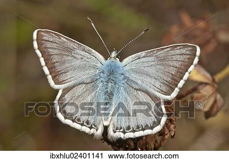 "Chalkhill Blue butterfly (Lysandra coridon), male, Neresheim, Baden-Wuerttemberg, Germany, Europe" View Large Photo Image Stock Image - "Chalkhill Blue butterfly (Lysandra coridon), male, Neresheim, Baden-Wuerttemberg, Germany, Europe". Fotosearch