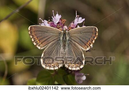 "Chalkhill Blue butterfly (Lysandra coridon), female, Neresheim, Baden-Wuerttemberg, Germany, Europe" View Large Photo Image Stock Image - "Chalkhill Blue butterfly (Lysandra coridon), female, Neresheim, Baden-Wuerttemberg, Germany, Europe". Fotosearch