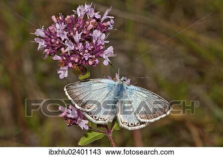 "Chalkhill Blue butterfly (Lysandra coridon), male searching for nectar on thyme, Neresheim, Baden-Wuerttemberg, Germany, Europe" View Large Photo Image Stock Image - "Chalkhill Blue butterfly (Lysandra coridon), male searching for nectar on thyme, Neresheim, Baden-Wuerttemberg, Germany, Europe". Fotosearch