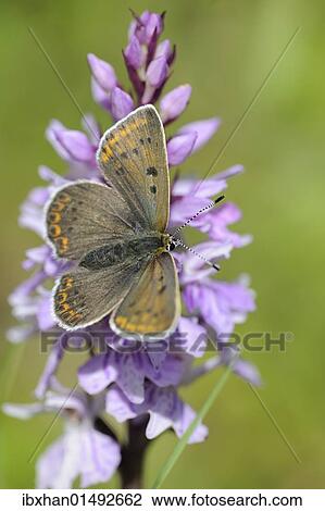 "Chalkhill Blue (Polyommatus coridon) male on Orchis, Trenchtling, Hochschwab, Styria, Austria, Europe" View Large Photo Image Stock Image - "Chalkhill Blue (Polyommatus coridon) male on Orchis, Trenchtling, Hochschwab, Styria, Austria, Europe". Fotosearch