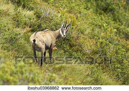 "Chamois (Rupicapra rupicapra), Bernese Oberland, Switzerland, Europe" View Large Photo Image Stock Image - "Chamois (Rupicapra rupicapra), Bernese Oberland, Switzerland, Europe". Fotosearch