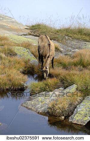 Stock Image - "Chamois (Rupicapra rupicapra) drinking water from a small mountain lake, Valais, Switzerland, Europe". Fotosearch