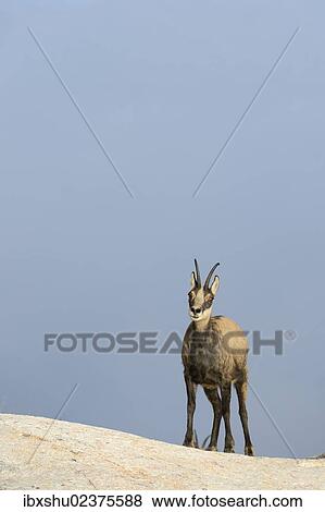 Stock Photo - "Chamois (Rupicapra rupicapra), female, Valais, Switzerland, Europe". Fotosearch