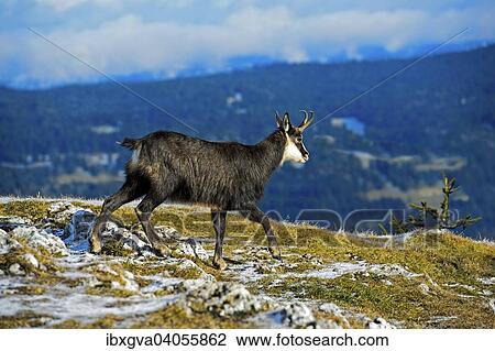 "Chamois (Rupicapra rupicapra) in winter coat, Canton of Jura, Canton of Vaud, Switzerland, Europe" View Large Photo Image Stock Image - "Chamois (Rupicapra rupicapra) in winter coat, Canton of Jura, Canton of Vaud, Switzerland, Europe". Fotosearch