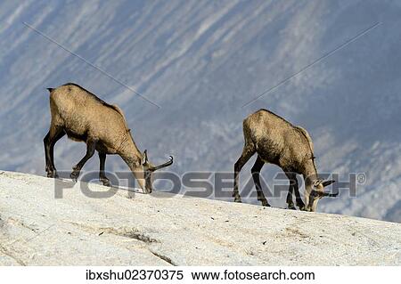 "Chamois (Rupicapra rupicapra) licking off mineral salts, Valais, Switzerland, Europe" View Large Photo Image Stock Photography - "Chamois (Rupicapra rupicapra) licking off mineral salts, Valais, Switzerland, Europe". Fotosearch