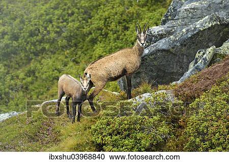 Stock Image - "Chamois (Rupicapra rupicapra), mother with young, Bernese Oberland, Switzerland, Europe". Fotosearch