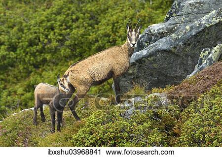 "Chamois (Rupicapra rupicapra), mother with young, Bernese Oberland, Switzerland, Europe" View Large Photo Image Stock Image - "Chamois (Rupicapra rupicapra), mother with young, Bernese Oberland, Switzerland, Europe". Fotosearch