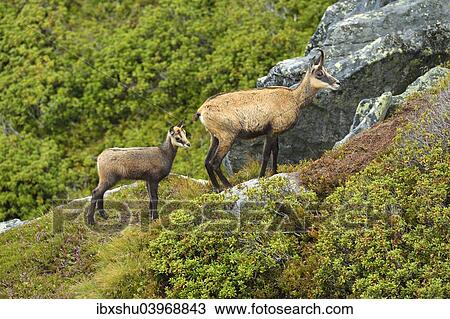 Stock Image - "Chamois (Rupicapra rupicapra), mother with young, Bernese Oberland, Switzerland, Europe". Fotosearch