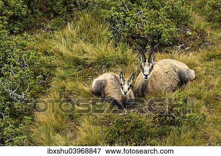 "Chamois (Rupicapra rupicapra), mother with young, dormant, Bernese Oberland, Switzerland, Europe" View Large Photo Image Stock Photo - "Chamois (Rupicapra rupicapra), mother with young, dormant, Bernese Oberland, Switzerland, Europe". Fotosearch