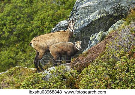 "Chamois (Rupicapra rupicapra), mother with young, Bernese Oberland, Switzerland, Europe" View Large Photo Image Stock Photo - "Chamois (Rupicapra rupicapra), mother with young, Bernese Oberland, Switzerland, Europe". Fotosearch