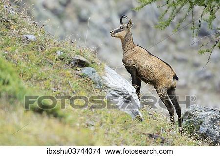 "Chamois (Rupicapra Rupicapra), standing in steep terrain, Canton Valais, Switzerland, Europe" View Large Photo Image Picture - "Chamois (Rupicapra Rupicapra), standing in steep terrain, Canton Valais, Switzerland, Europe". Fotosearch