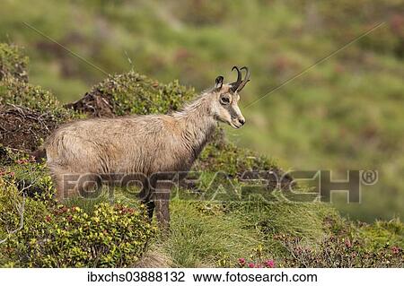 Stock Image - "Chamois (Rupicapra rupicapra), Stubai Valley, Tyrol, Austria, Europe". Fotosearch