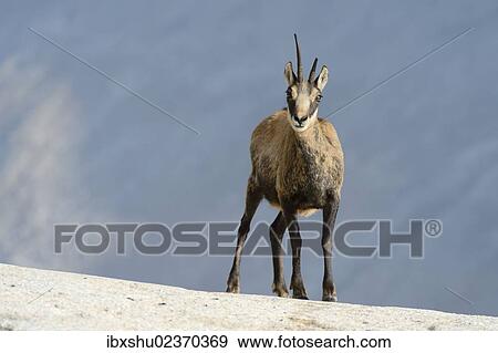 Stock Photo - "Chamois (Rupicapra rupicapra), Valais, Switzerland, Europe". Fotosearch