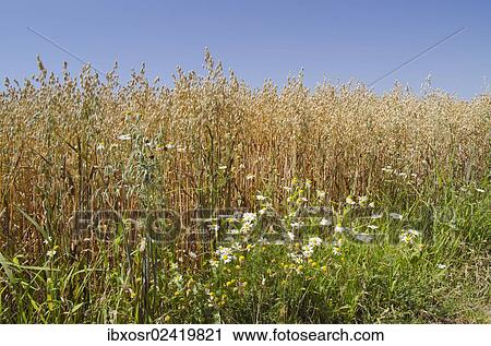 "Chamomile (Chamomilla) in front of a field of Oats (Avena), Hallertau area, Mainburg, Bavaria, Germany, Europe" View Large Photo Image Stock Image - "Chamomile (Chamomilla) in front of a field of Oats (Avena), Hallertau area, Mainburg, Bavaria, Germany, Europe". Fotosearch
