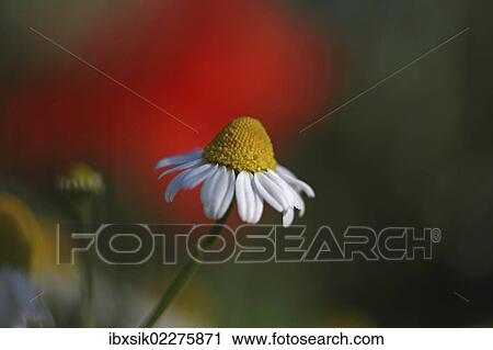 Chamomile flowers (Matricaria chamomilla or Matricaria recutita) View Large Photo Image Stock Image - Chamomile flowers (Matricaria chamomilla or Matricaria recutita). Fotosearch