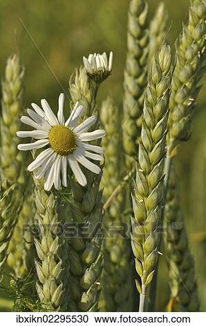 Chamomile (Matricaria chamomilla) and Wheat (Triticum) View Large Photo Image Stock Image - Chamomile (Matricaria chamomilla) and Wheat (Triticum). Fotosearch