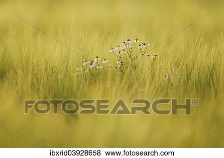 Chamomile (Matricaria chamomilla) in cornfield View Large Photo Image Stock Photo - Chamomile (Matricaria chamomilla) in cornfield. Fotosearch