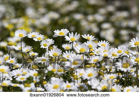 "Chamomile (Matricaria chamomilla) blossoms, Turkey, Asia" View Large Photo Image Picture - "Chamomile (Matricaria chamomilla) blossoms, Turkey, Asia". Fotosearch