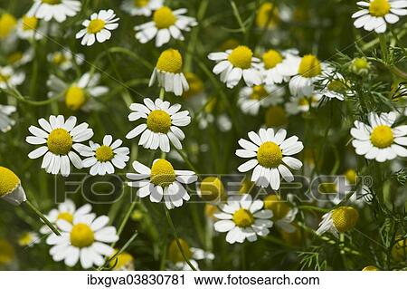 "Chamomile (Matricaria chamomilla), flowers, Switzerland, Europe" View Large Photo Image Stock Image - "Chamomile (Matricaria chamomilla), flowers, Switzerland, Europe". Fotosearch