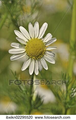 Chamomile (Matricaria chamomilla) View Large Photo Image Stock Image - Chamomile (Matricaria chamomilla). Fotosearch