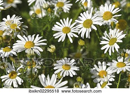 Chamomile (Matricaria chamomilla) View Large Photo Image Stock Photo - Chamomile (Matricaria chamomilla). Fotosearch