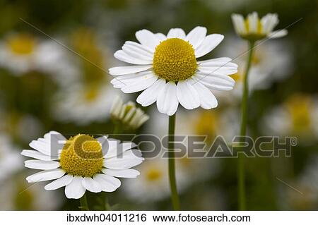 Chamomile (Matricaria chamomilla) flowers View Large Photo Image Stock Photograph - Chamomile (Matricaria chamomilla) flowers. Fotosearch