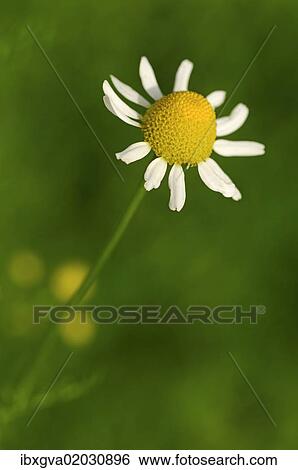 "Chamomile (Matricaria chamomilla), Europe" View Large Photo Image Stock Photograph - "Chamomile (Matricaria chamomilla), Europe". Fotosearch