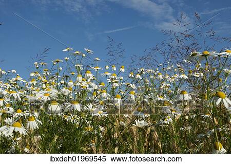 "Chamomile (Matricaria chamomilla), Allgaeu, Bavaria, Germany, Europe" View Large Photo Image Stock Photography - "Chamomile (Matricaria chamomilla), Allgaeu, Bavaria, Germany, Europe". Fotosearch