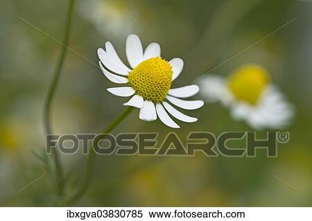 "Chamomile (Matricaria chamomilla), flower, Switzerland, Europe" View Large Photo Image Stock Photography - "Chamomile (Matricaria chamomilla), flower, Switzerland, Europe". Fotosearch