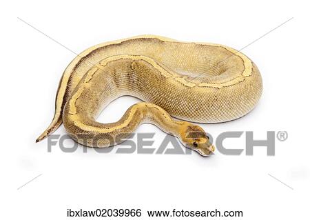 Stock Photograph - "Champagne Calico Ball Python or Royal Python (Python regius), female". Fotosearch