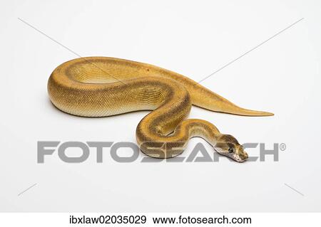 "Champagne Cinnamon Ball Python or Royal Python (Python regius), female" View Large Photo Image Stock Photo - "Champagne Cinnamon Ball Python or Royal Python (Python regius), female". Fotosearch