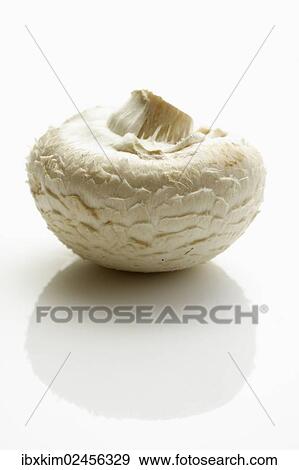 Champignon or Button Mushroom (Agaricus) View Large Photo Image Stock Photo - Champignon or Button Mushroom (Agaricus). Fotosearch