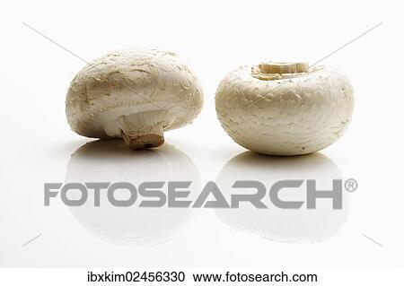 Champignons or Button Mushrooms (Agaricus) View Large Photo Image Stock Image - Champignons or Button Mushrooms (Agaricus). Fotosearch