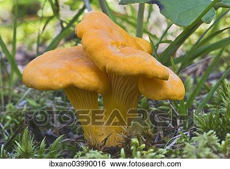 "Chanterelle or Golden Chanterelle (Cantharellus cibarius), Tyrol, Austria, Europe" View Large Photo Image Stock Photograph - "Chanterelle or Golden Chanterelle (Cantharellus cibarius), Tyrol, Austria, Europe". Fotosearch