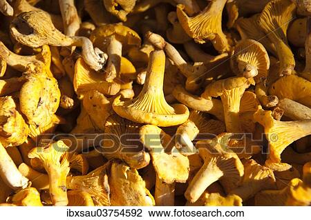 "Chanterelles (Cantharellus cibarius), Upper Bavaria, Bavaria, Germany, Europe" View Large Photo Image Stock Image - "Chanterelles (Cantharellus cibarius), Upper Bavaria, Bavaria, Germany, Europe". Fotosearch