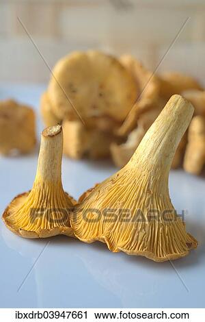 Chanterelles View Large Photo Image Stock Image - Chanterelles. Fotosearch