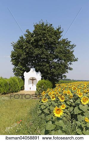 "Chapel and sunflower field in Pamhagen, Seewinkel, Northern Burgenland, Burgenland, Austria, Europe" View Large Photo Image Stock Image - "Chapel and sunflower field in Pamhagen, Seewinkel, Northern Burgenland, Burgenland, Austria, Europe". Fotosearch