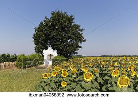 "Chapel and sunflower field in Pamhagen, Seewinkel, Northern Burgenland, Burgenland, Austria, Europe" View Large Photo Image Stock Image - "Chapel and sunflower field in Pamhagen, Seewinkel, Northern Burgenland, Burgenland, Austria, Europe". Fotosearch