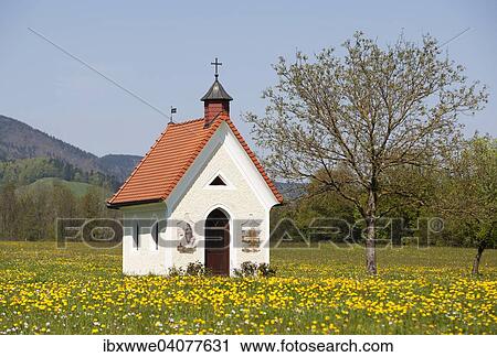 "Chapel, dandelion meadow, Mondsee, Salzkammergut, Upper Austria, Austria, Europe" View Large Photo Image Stock Image - "Chapel, dandelion meadow, Mondsee, Salzkammergut, Upper Austria, Austria, Europe". Fotosearch