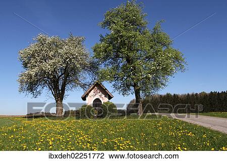 "Chapel under blossoming pear trees (Pyrus communis), Mostviertel, Must Quarter, Lower Austria, Austria, Europe" View Large Photo Image Stock Image - "Chapel under blossoming pear trees (Pyrus communis), Mostviertel, Must Quarter, Lower Austria, Austria, Europe". Fotosearch