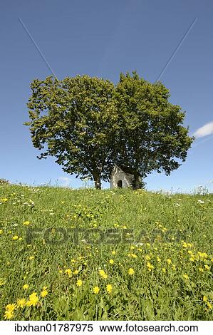 "Chapel underneath a lime tree (Tilia), Gerichtsberg mountain, Triestingtal valley, Lower Austria, Austria, Europe" View Large Photo Image Stock Photography - "Chapel underneath a lime tree (Tilia), Gerichtsberg mountain, Triestingtal valley, Lower Austria, Austria, Europe". Fotosearch