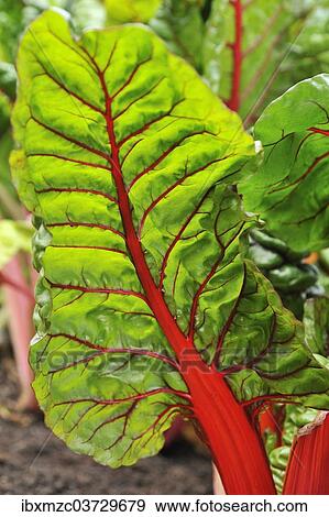 "Chard leaf, Red-Stemmed Swiss Chard (Beta vulgaris), Lower Saxony, Germany, Europe" View Large Photo Image Stock Photo - "Chard leaf, Red-Stemmed Swiss Chard (Beta vulgaris), Lower Saxony, Germany, Europe". Fotosearch
